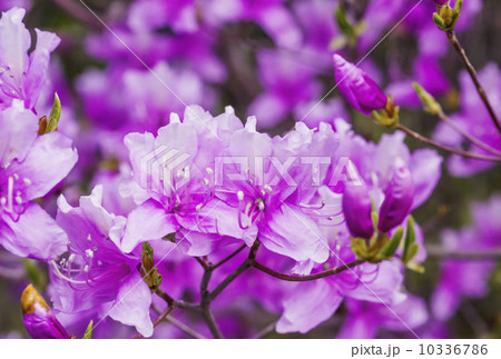 ミツバツツジ 10336786