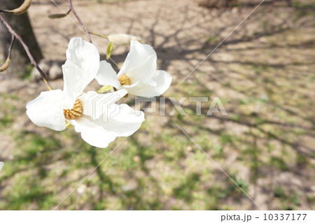 こぶしの花　アップ 10337177