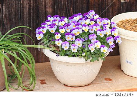 ビオラの鉢植え ビオラの鉢植え 10337247