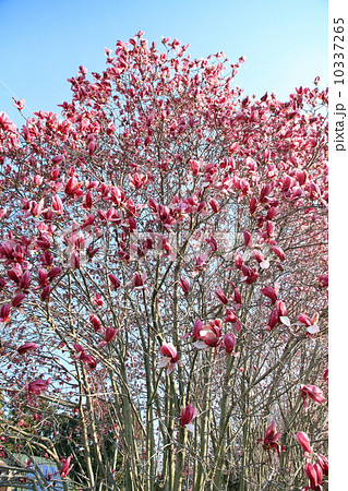 シモクレンの花 シモクレンの花 10337265