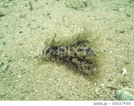 フレリトゲアメフラシ 10337430