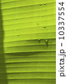 バナナの葉 10337554