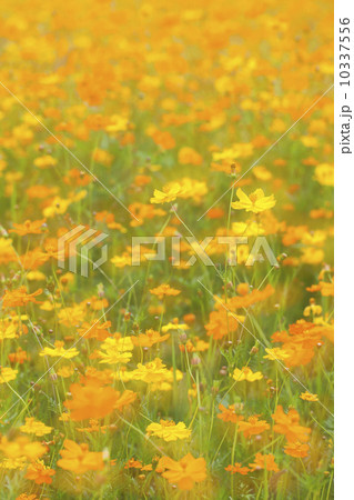 キバナコスモスの花畑 キバナコスモスの花畑 10337556