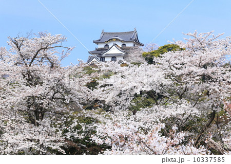 桜満開の彦根城 桜満開の彦根城 10337585