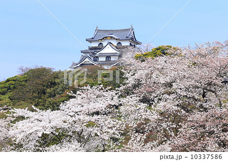 彦根城の春 彦根城の春 10337586