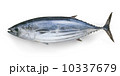 かつお 10337679