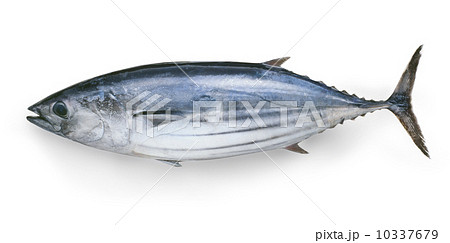 かつおの写真素材 [10337679] - PIXTA