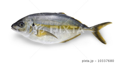 しまアジ 10337680