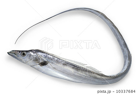 太刀魚(たちうお) 10337684
