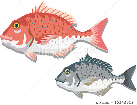 新鮮な食材 新鮮な食材 10343913