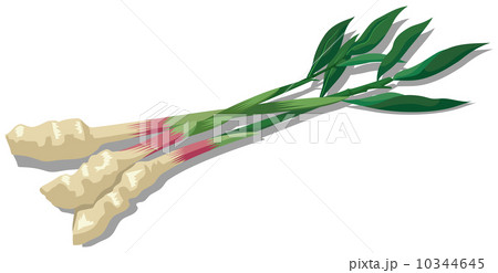 新鮮な食材２ 10344645
