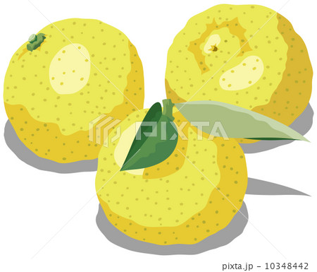 新鮮な食材２ 10348442