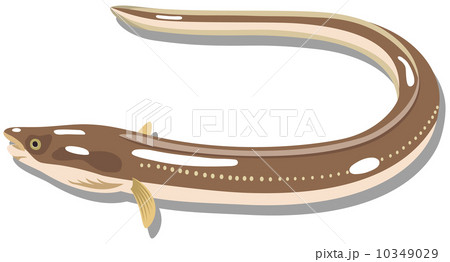 新鮮な食材２ 10349029