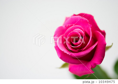 紅い薔薇 10349475