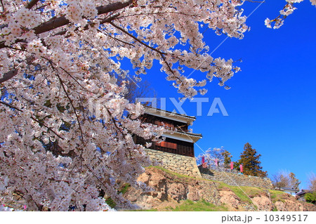 上田城の桜 10349517
