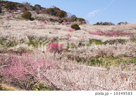 梅香り漂う満開の播州綾部山梅林（西日本随一の一目二万本の梅林） 10349583