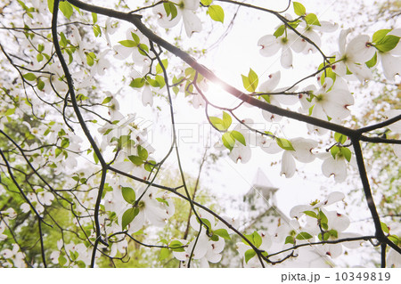 Tree branches outdoors 10349819