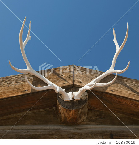 Elk antlers 10350019