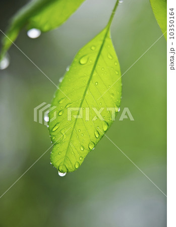 Leaves Leaves 10350164