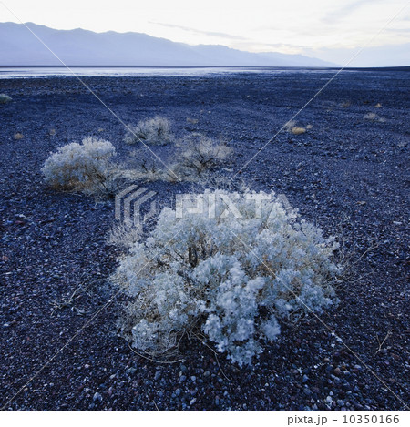 Sage brush in Death Valley 10350166