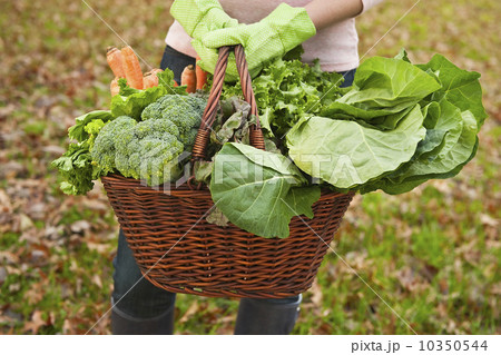 Basket of vegetables Basket of vegetables 10350544