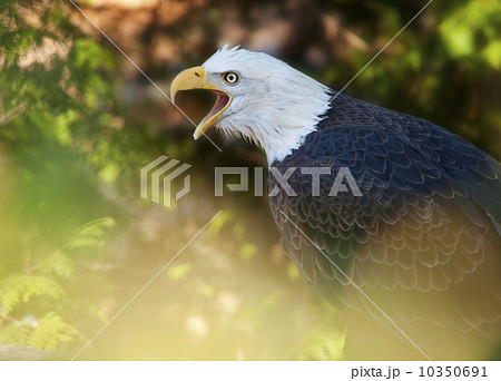 Bald eagle 10350691