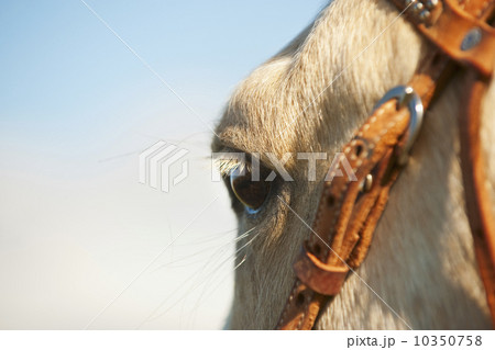 Horse bridle Horse bridle 10350758