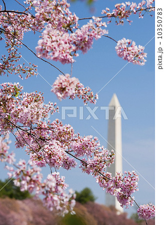 Cherry blossoms in front of Washington Monument Cherry blossoms in front of Washington Monument 10350783