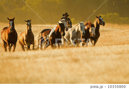 Cowboy herding horses 10350800