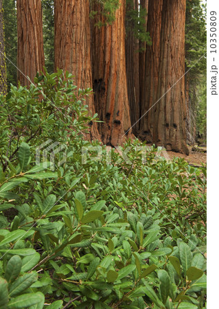 A forest of trees A forest of trees 10350809