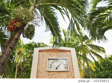 Palm trees and thermometer 10350812