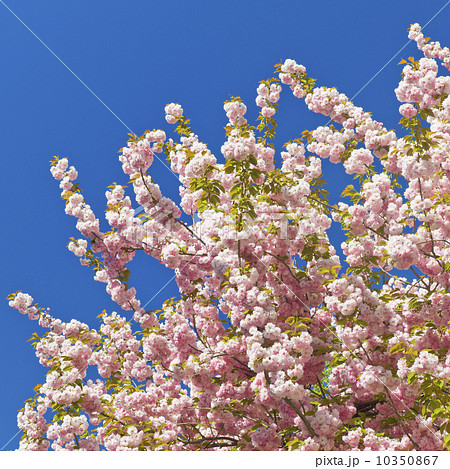 Cherry blossoms 10350867