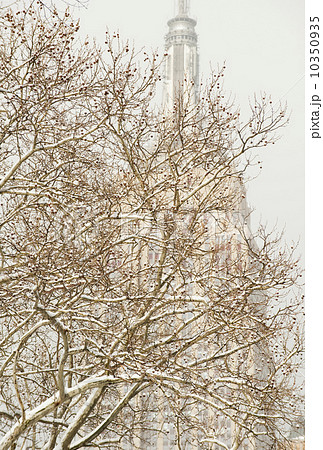 Snow covered tree branches, Empire State Building in background 10350935