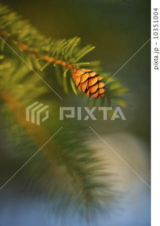Pine tree branch 10351004