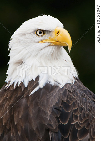 Bald eagle Bald eagle 10351047
