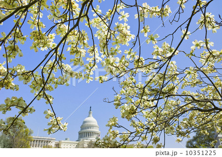 Dogwood branches with Capitol building in background 10351225