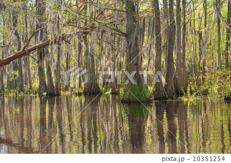 Honey Island Swamp in White Kitchen Nature Preserve 10351254