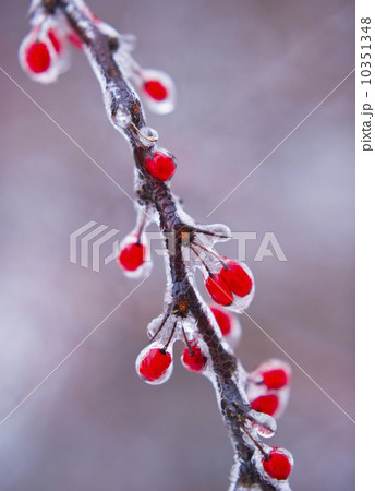 Icy holly branch Icy holly branch 10351348