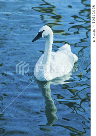 Swan 10351656