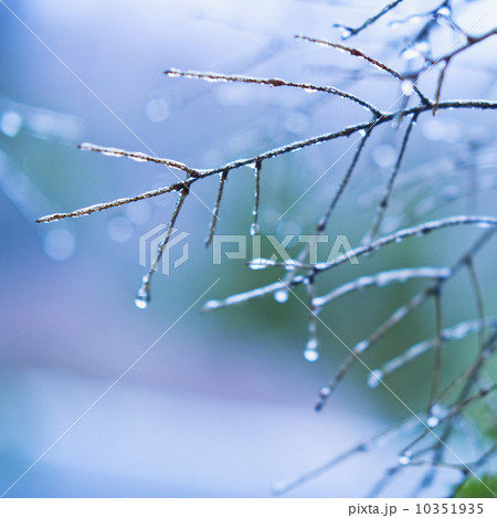 Frozen tree branch Frozen tree branch 10351935