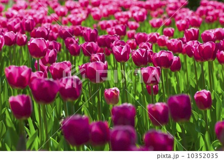 Pink tulips Pink tulips 10352035