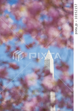 Cherry blossoms in front of Washington Monument 10352157