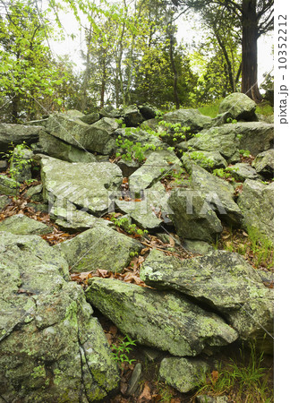 Rocks in Ward Pound Ridge Reservation Rocks in Ward Pound Ridge Reservation 10352212