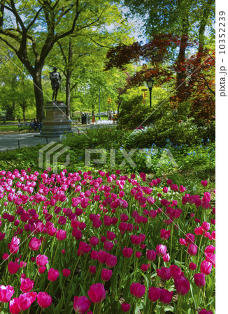 Tulips in Central Park 10352239