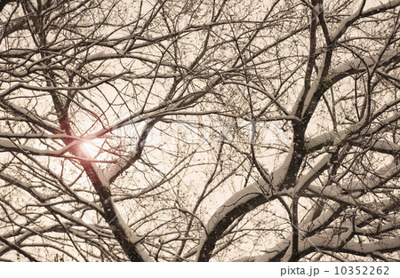 Sun shining through snow covered tree branches 10352262