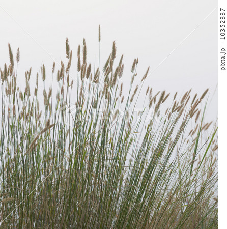 Prairie grass 10352337
