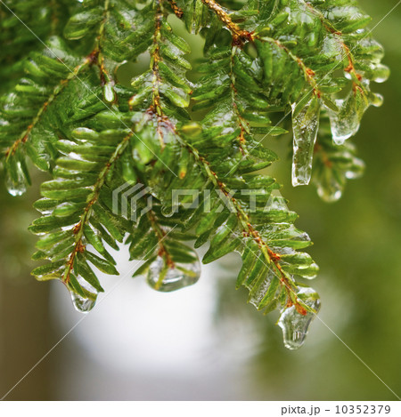 Frozen evergreen tree branch Frozen evergreen tree branch 10352379