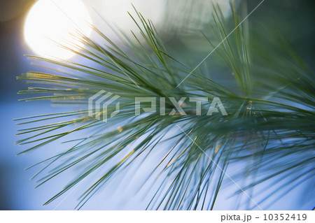 Pine needles 10352419