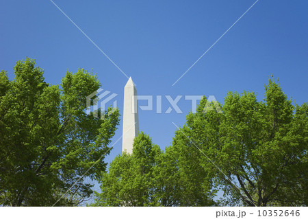 Trees in front of Washington monument 10352646