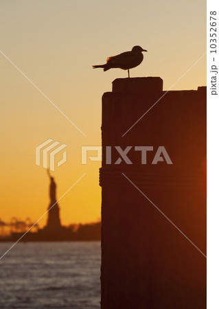 USA, New York City, Staten Island, Silhouette of seagull with Statue of Liberty in background 10352678